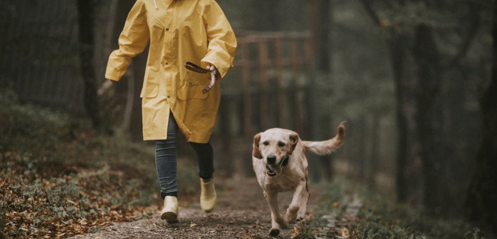 Dog walking on a rainy day