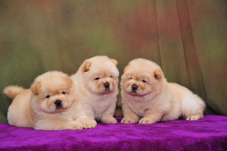 Little, cute puppies on a couch