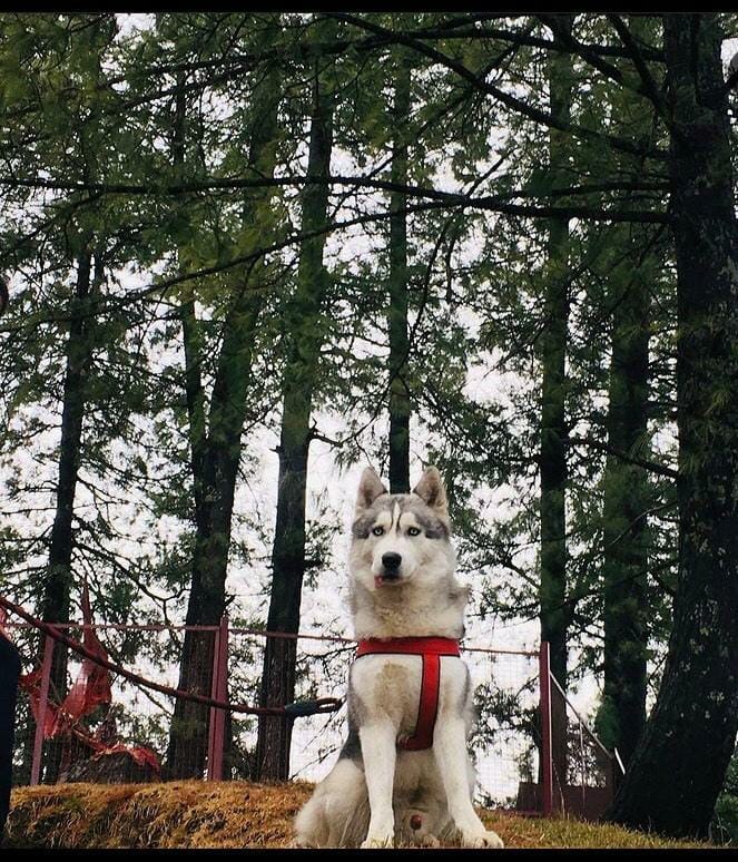 Pets Drop by Services