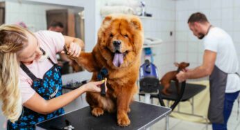 Pet Grooming For Aggressive Dogs