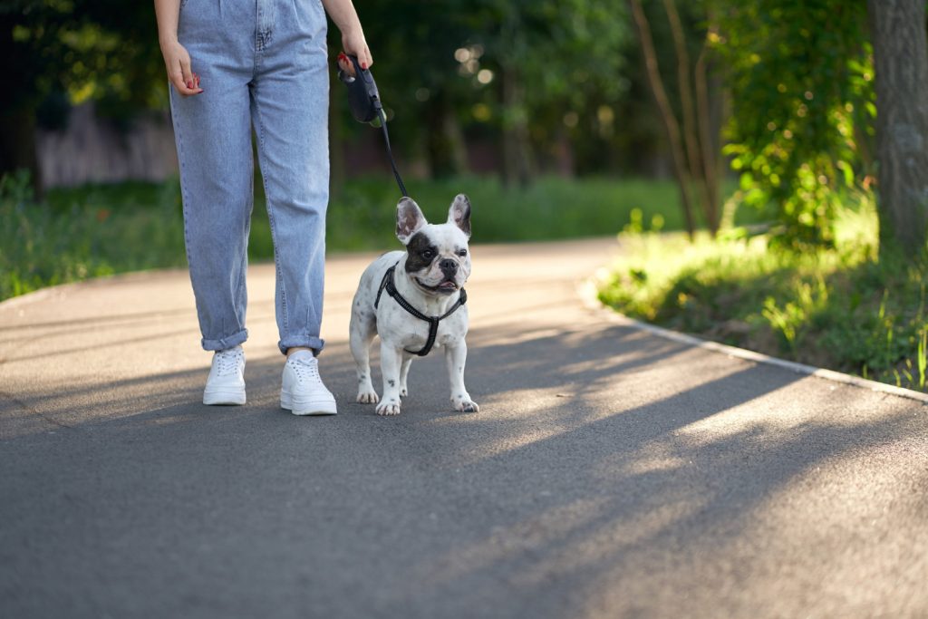 Dog walking bangalore