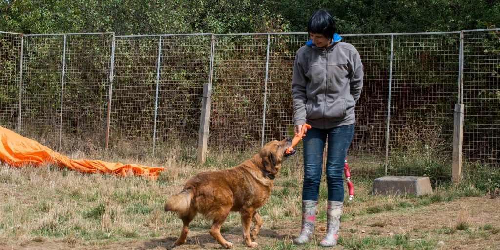 dog trainer in bangalore