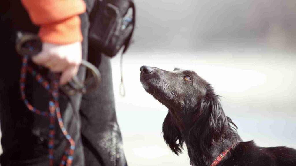 Dog trainer in Kormangala