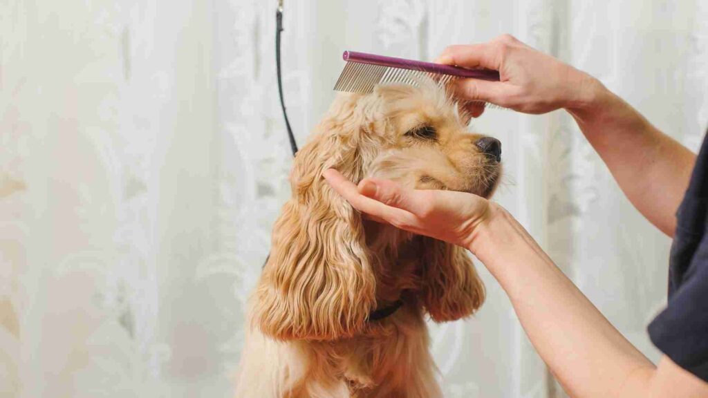 Dog grooming in bangalore