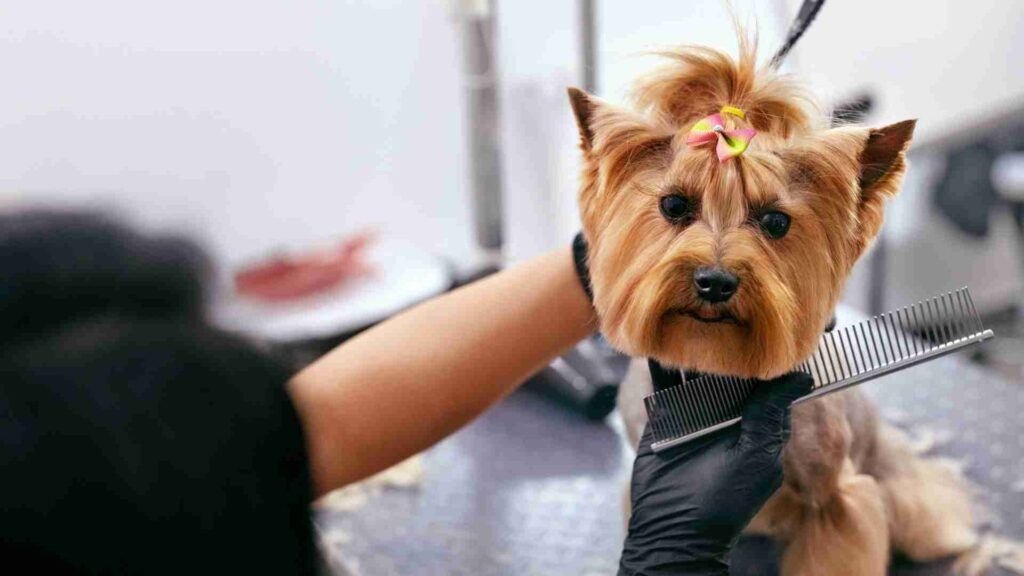 Dog grooming services