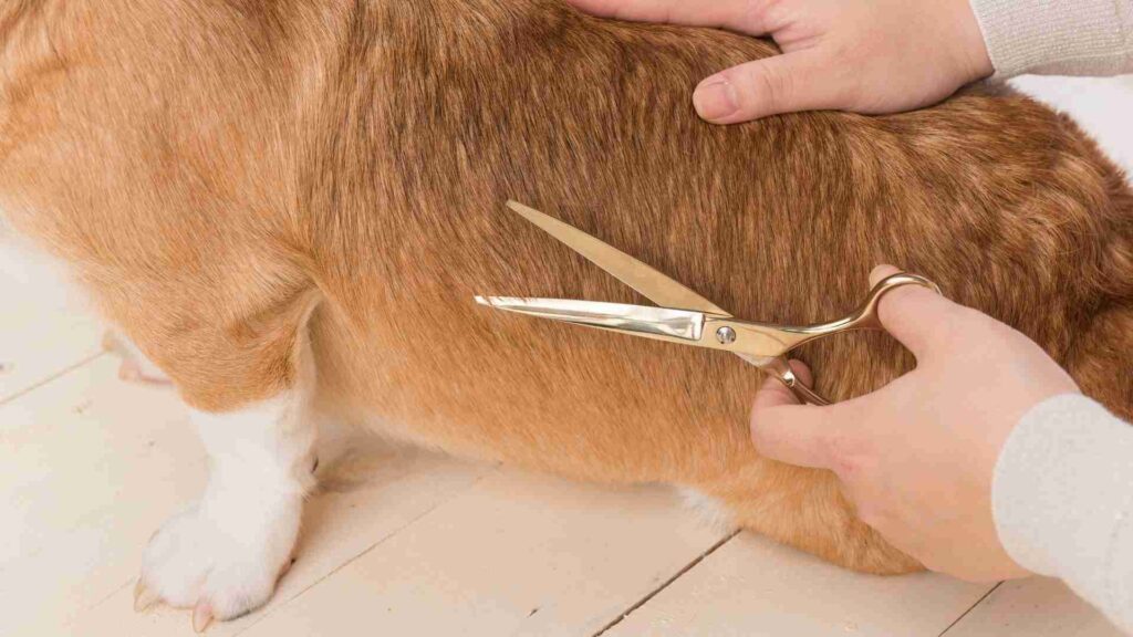 Dog grooming Scissors