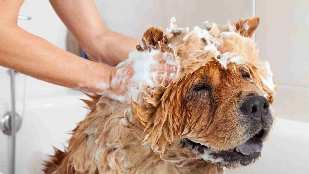 Dogs shampoo