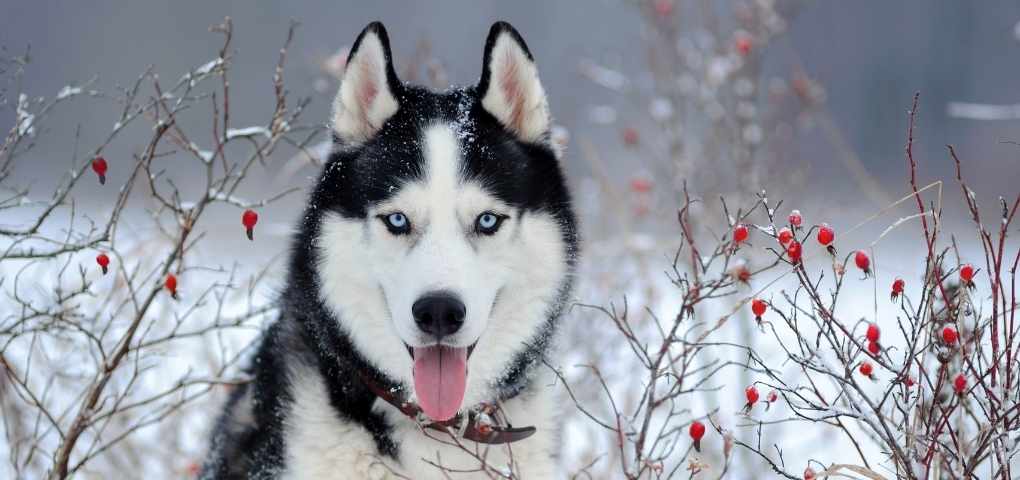 husky