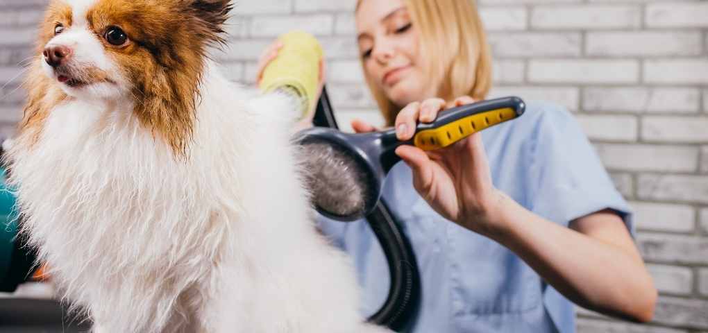 Pet groomers in Bangalore