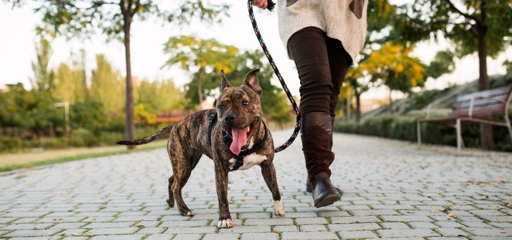 dog walkers