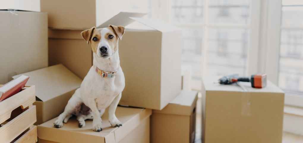 Pet relocation services in Bangalore