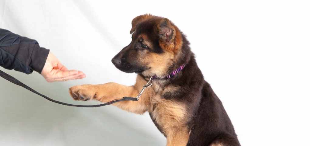 Best Dog Training Classes