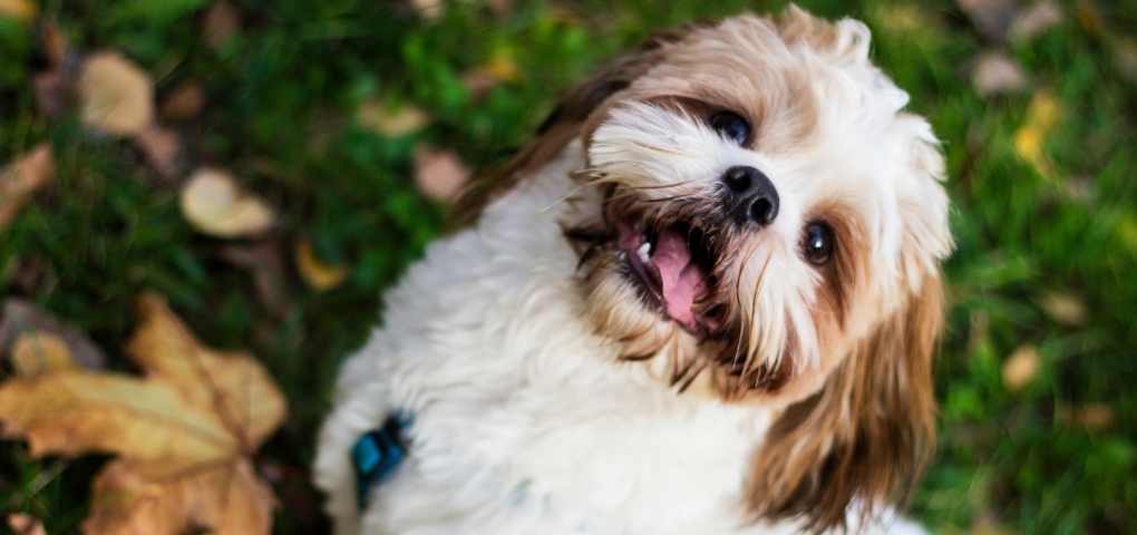 Origin of shih tzu