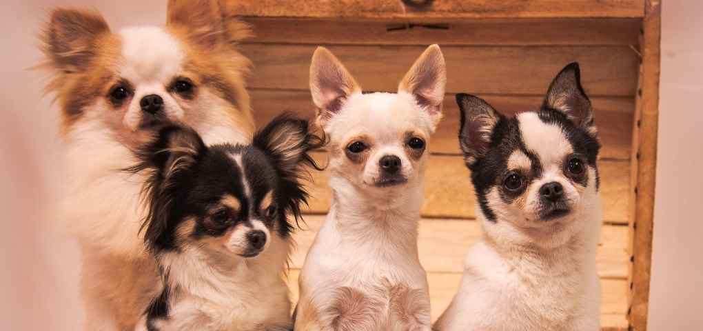 about Chihuahuas