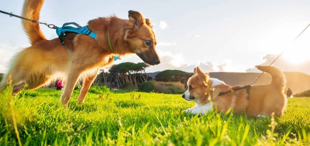 how to socialize the dogs