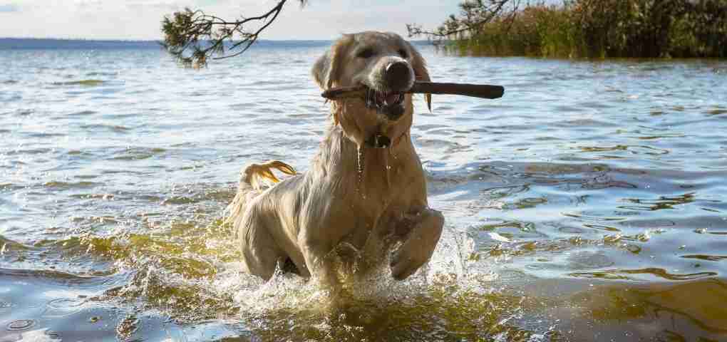 Golden retriever breed