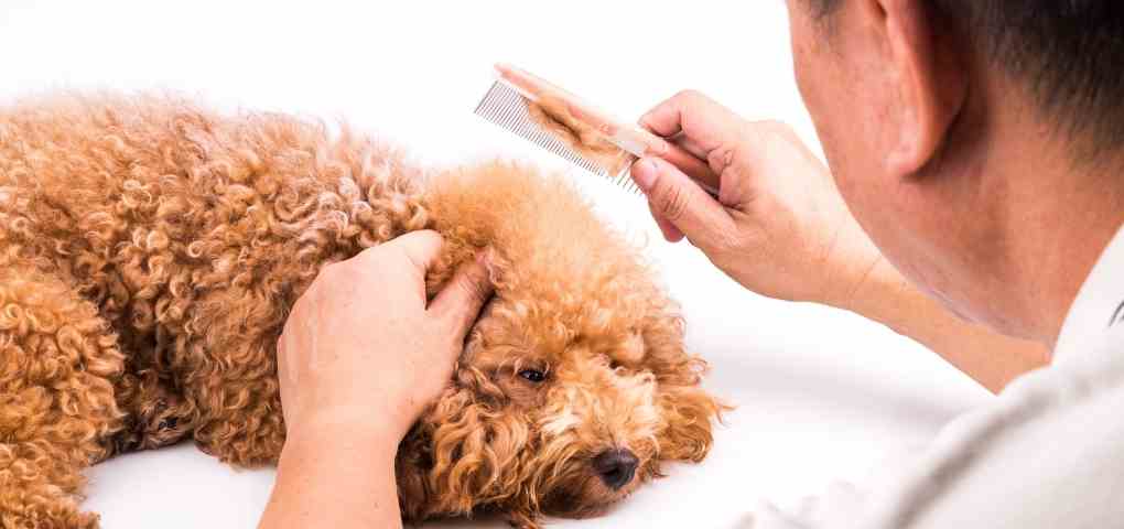 Detangling hairs