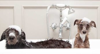 Essential Dog Grooming Activities to do at Home: A Step-By-Step Guide