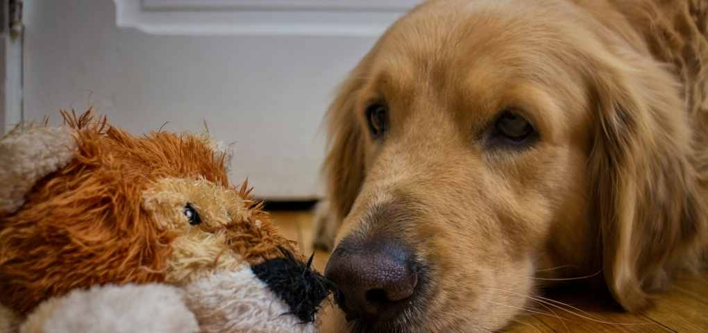 Home Boarding for Pets