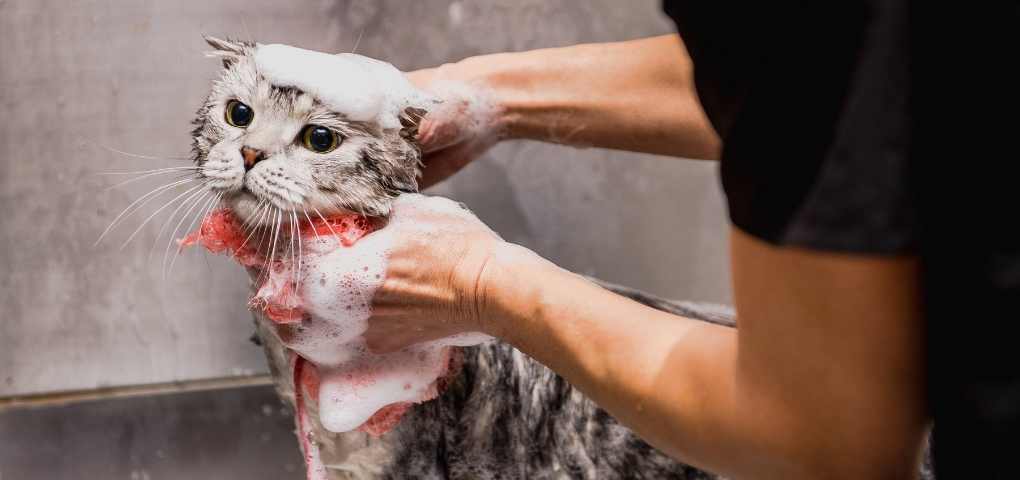 Professional Cat Grooming