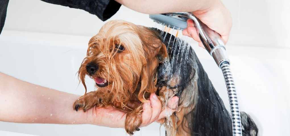 Animal Groomer at the Dog Spa