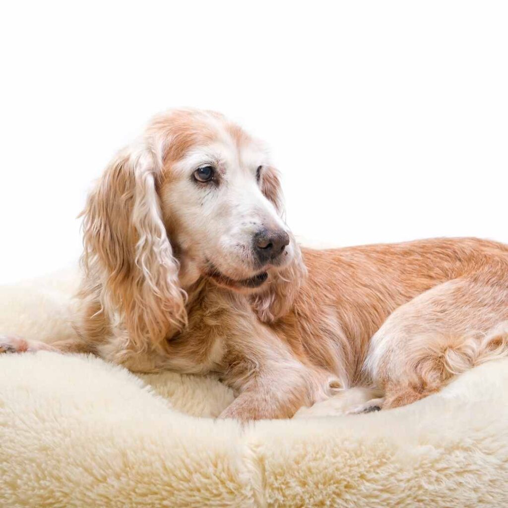 Illnesses in Elderly Dogs