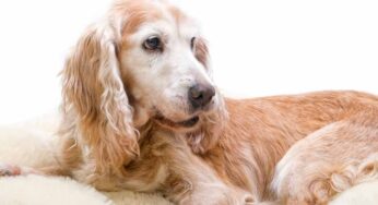 5 Common Illnesses in Elderly Dogs
