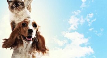 What Makes a Caretaker’s House an Ideal Pet Boarding Space?