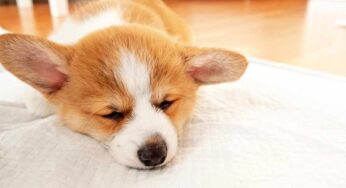 Importance of toilet training your puppy/dog Tips & Dos and Don’ts