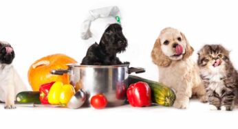 Healthier Food for pups