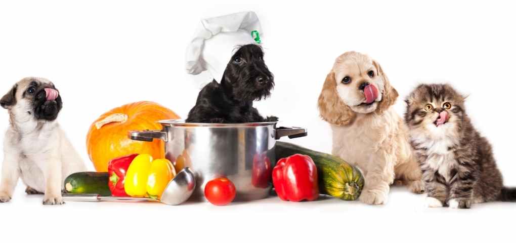 Healthier Food for pups