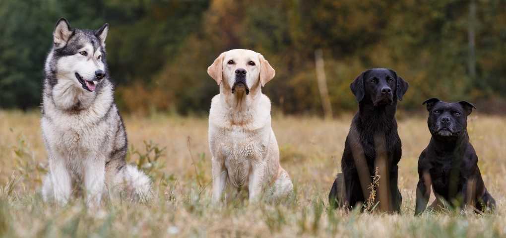 Top 10 Most Popular Dog Breeds in India