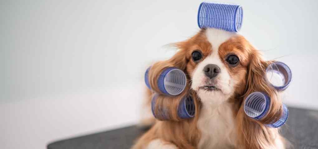 at-home dog grooming