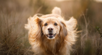 Honouring your furry friend: A guide to pet funeral services in Bangalore