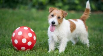 Understanding The Essential Supplies, You’ll Need To Bring Along For Dog Boarding Services In Hyderabad