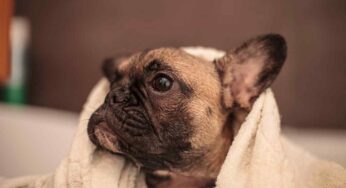 Pet grooming Hyderabad: Six tips on giving your puppy their first bath.