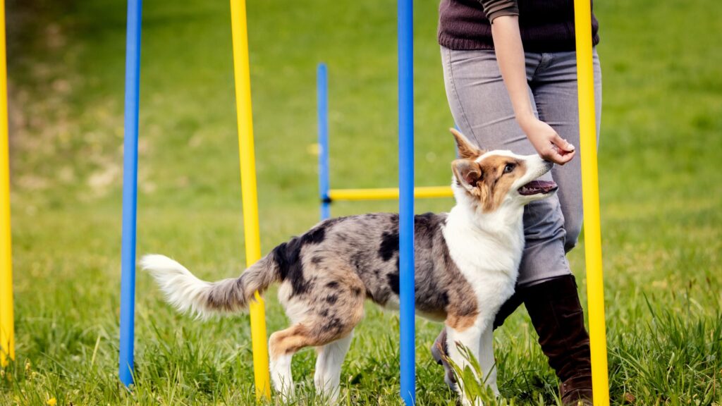 how to become a certified dog trainer