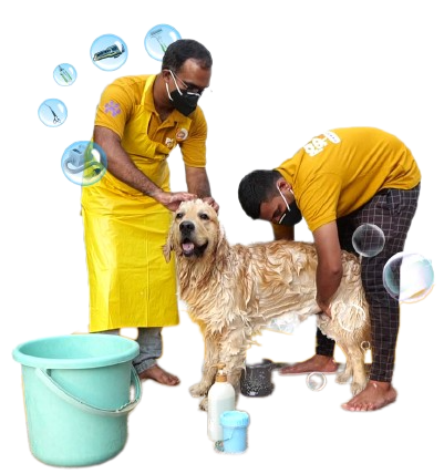 pet grooming services