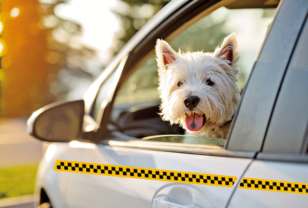 pet taxi services