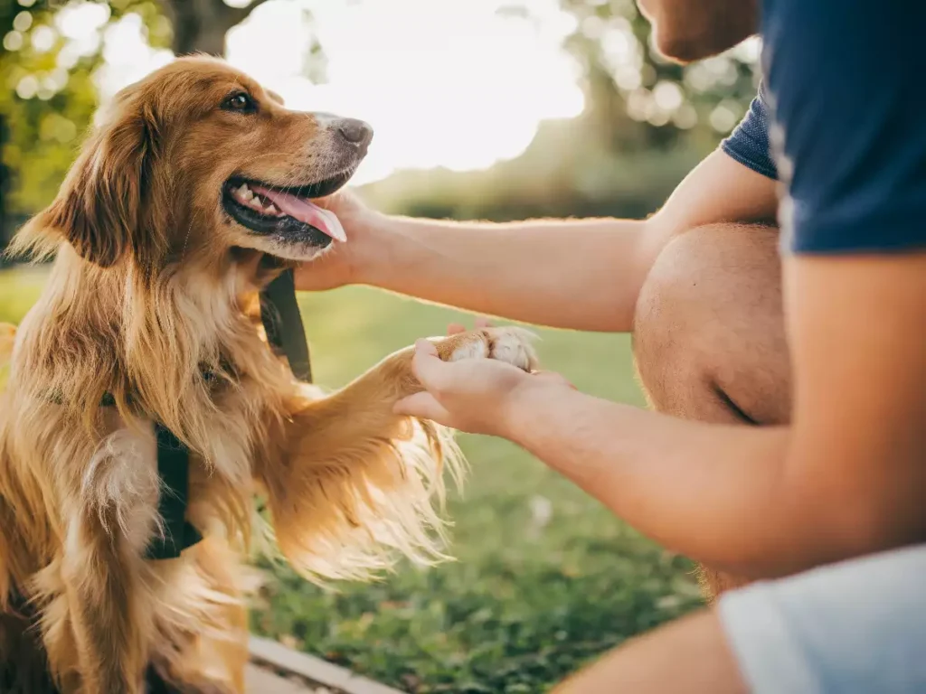 dog boarding service