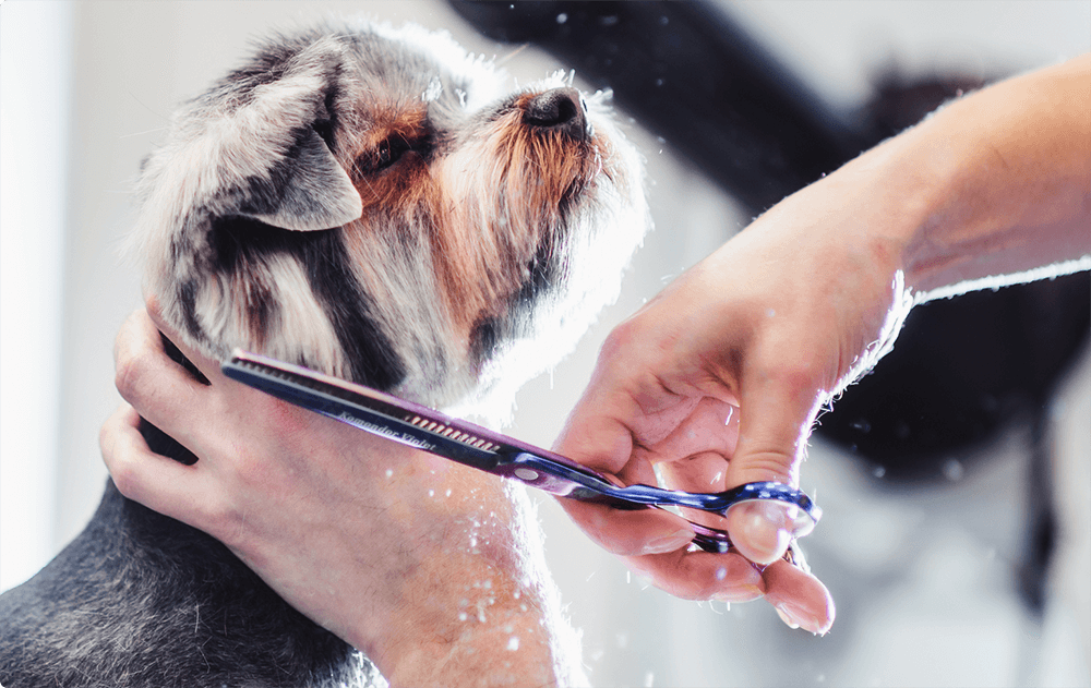 services pet grooming