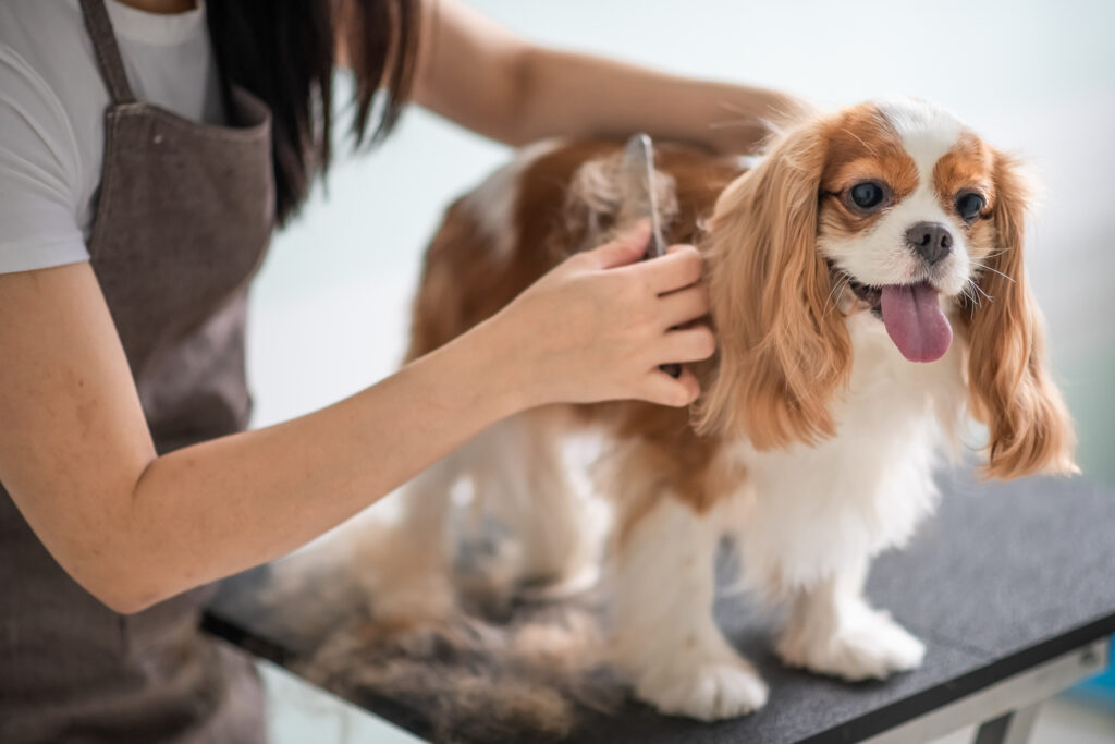 pet groomers bangalore