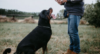 Top 10 Ways to Build a Strong Bond with Your Dog Through Obedience Training