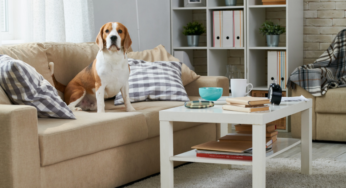 Safe Haven for Furry Friends: Discover the Premier Dog Boarding Service Near You in Bangalore with Pawspace!