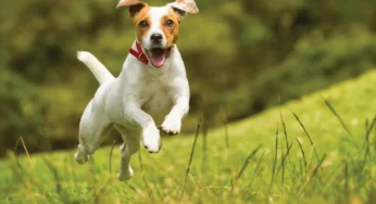 Best Leading Dog Boarding Facility In Bangalore