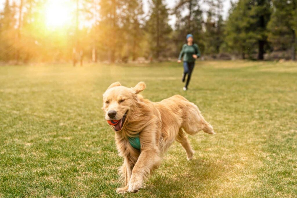 dog walking service near me