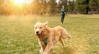 Unleashing the Benefits of Professional Dog Walking Services