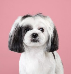 dog-makeover - Copy