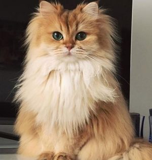 long-hair-cat-haircut